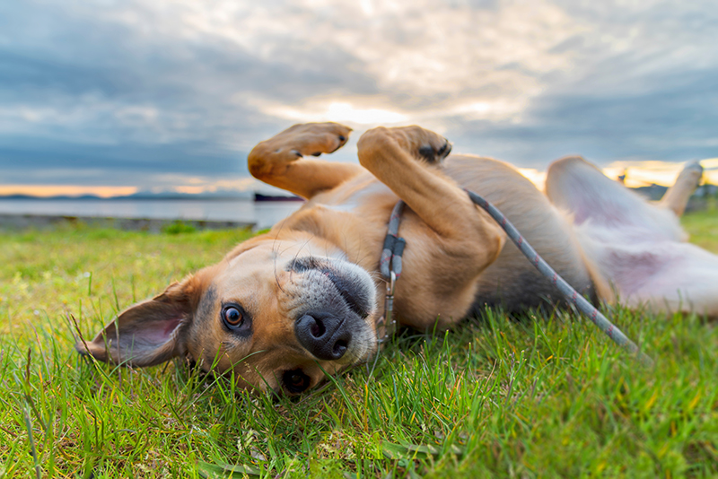 Dog on the grass